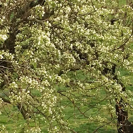 Cascina Vicentini