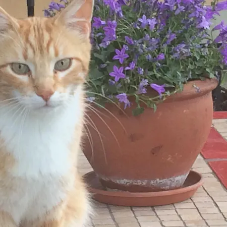 Landsted Cascina Vicentini *