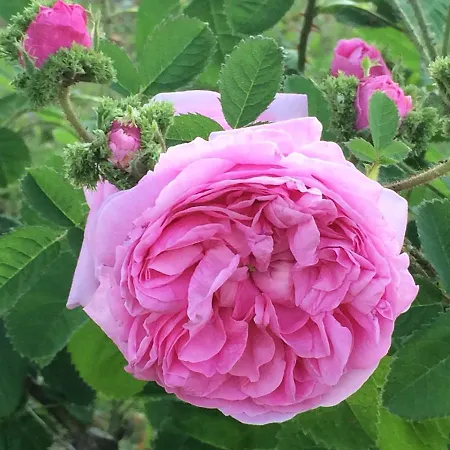 Cascina Vicentini Alfiano Natta