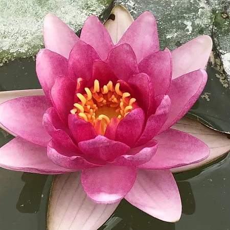 Cascina Vicentini Landsted *